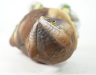 Foto 5 di 6