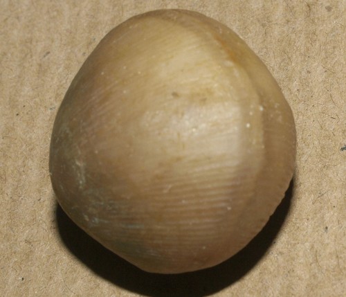 Lycophoria globosa (Eichwald, 1829) - Mittleres Ordovizium Brachiopode - Bild 8 von 19