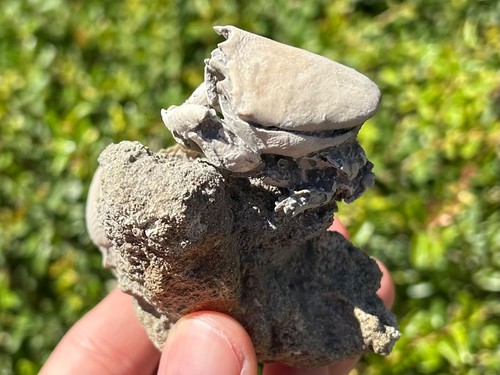 Florida Fossil Crab in Matrix Ranilia muriceta Pliocene Age Crustacean Rare - Picture 11 of 16