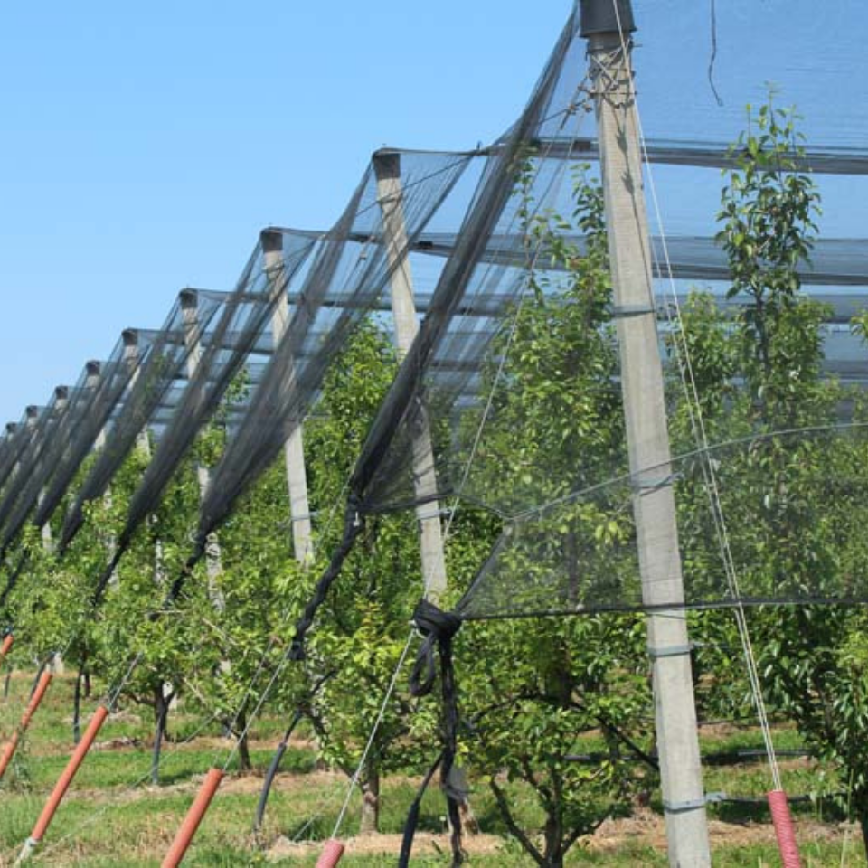 Rete telo antigrandine per orto coltivazioni coperture di protezione 6x15 metri - Foto 6 di 12