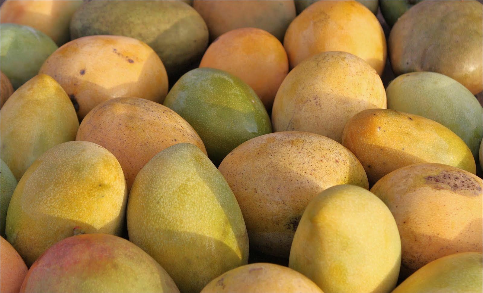 Julie Mango, the best mango variety from Jamaica! Sweet, creamy and delicious eBay
