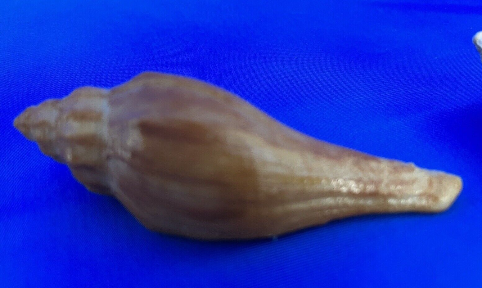 Seashell Place Card Holder Kit NIB (20) Beach Wedding Tropical Nautical Event 