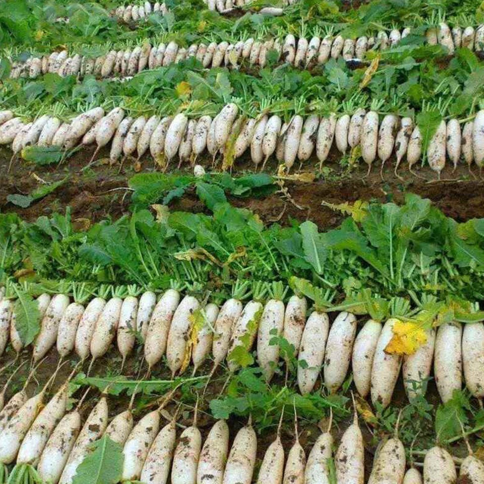 Nonhollow Radish About 500pcs Daikon Radish Seeds Jiujinwang Radish