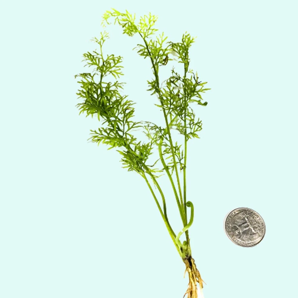 BUY 2 GET 1 FREE Water Sprite (Indian Fern) 2 Inch Pot Aquarium Plants - Image 3 of 4
