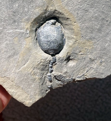 Rare Crinoid Laconocrinus macropetalus from the Silurian Rochester Shale of - Picture 2 of 6