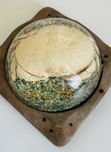 Calico Box Crab With Seashell Bits In Resin On Cedar Wood Base - Picture 2 of 8