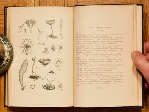 Moulds, Mildews, and Mushrooms by Lucien Marcus Underwood 1899 1st HC - Picture 7 of 12