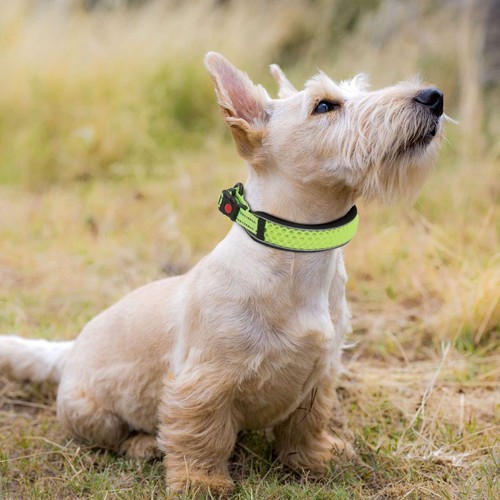 Collare in nylon regolabile per cani animali domestici imbottito riflettente piccolo medio grande con fibbia - Foto 8 di 15