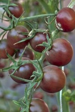 Chocolate Cherry Tomato Seeds - INDETERMINATE - HEIRLOOM - 25.counts