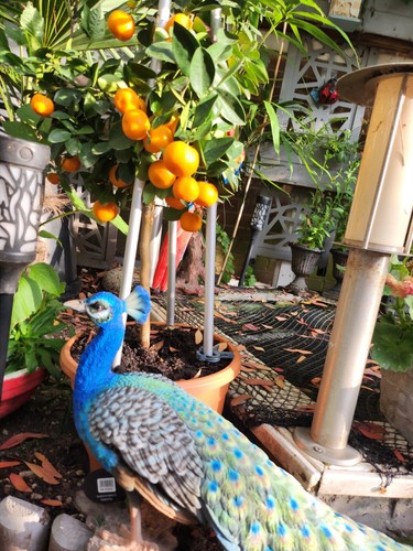 Arts vifs décoration de jardin paon très détaillée ornement statue oiseaux - Photo 3 sur 13