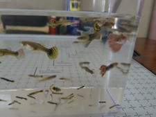 5 Live USA Home Raised Colorful Fancy Mixed Guppies Breeder Age Guppy Fish
