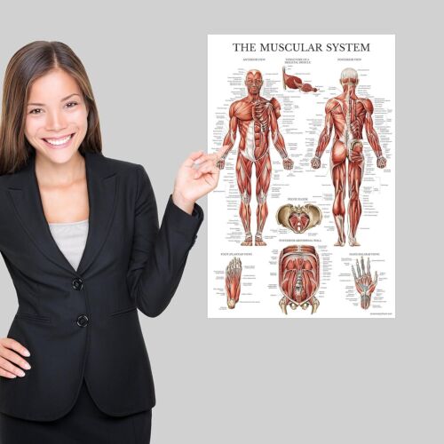 PACK de 3 pósteres de anatomía humana de nervios musculares, esqueléticos y espinales, - Imagen 5 de 11