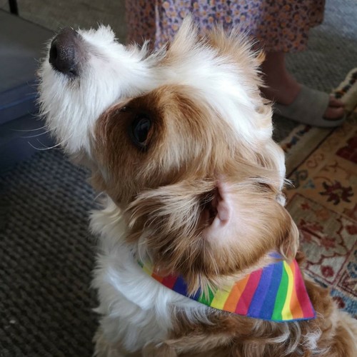 Dog Present Gift Neckerchief Bandana Slide Slip on Collar Scarf Neck Tie Various - Picture 13 of 30