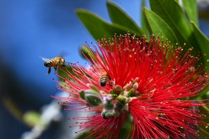 24-034-X-30-034-High-Definition-PHOTOGRAPH-Poster-of-Honey-Bees