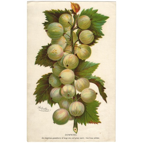 Victorian Seed Catalog Print GOOSEBERRY Chromolithograph 1884 Botanical Art - Picture 2 of 2