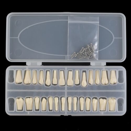 Poste de montaje restaurador dental Frasaco AG3 ANA-4 modelo 28 32 dientes - Imagen 3 de 71