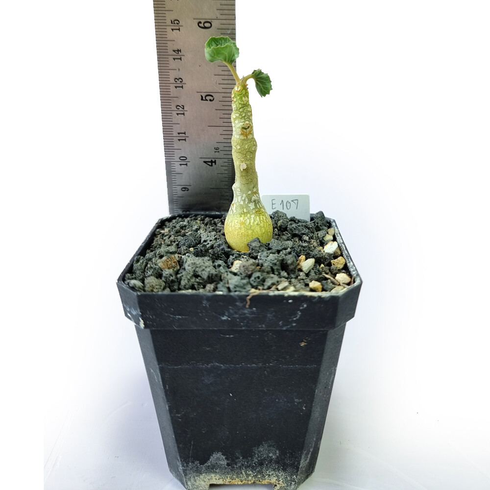 Dorstenia gypsophila grown from seed | eBay