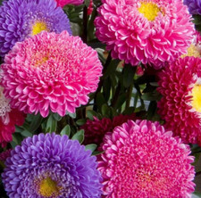 ASTER FLOWER SEEDS 600 POWDER PUFF CHINA MIX colorful ANNUAL cut flower GARDEN