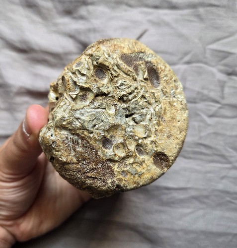 Rare Large Pliosaur Sp Vertebra Bone Fossil From The Uk Jurassic Kimmeridge Clay - Picture 3 of 5