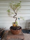 Serissa Root Over Rock Bonsai