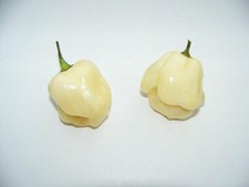 HABANERO WHITE GIANT, 25 chili seeds + FREE