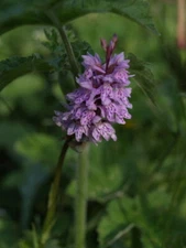 Photo 6x4 Common spotted orchid Fishpond Bottom Fairly certain this is Da c2007