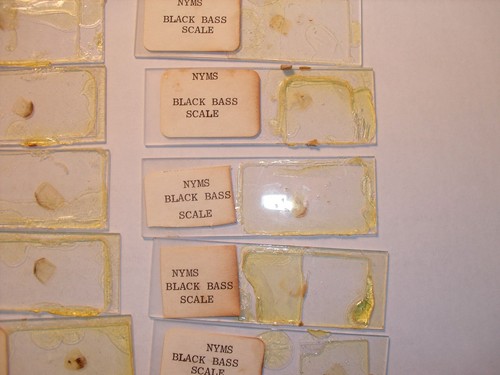 19 diapositivas vintage Black Bass New York Miscroscope Society - Imagen 4 de 7