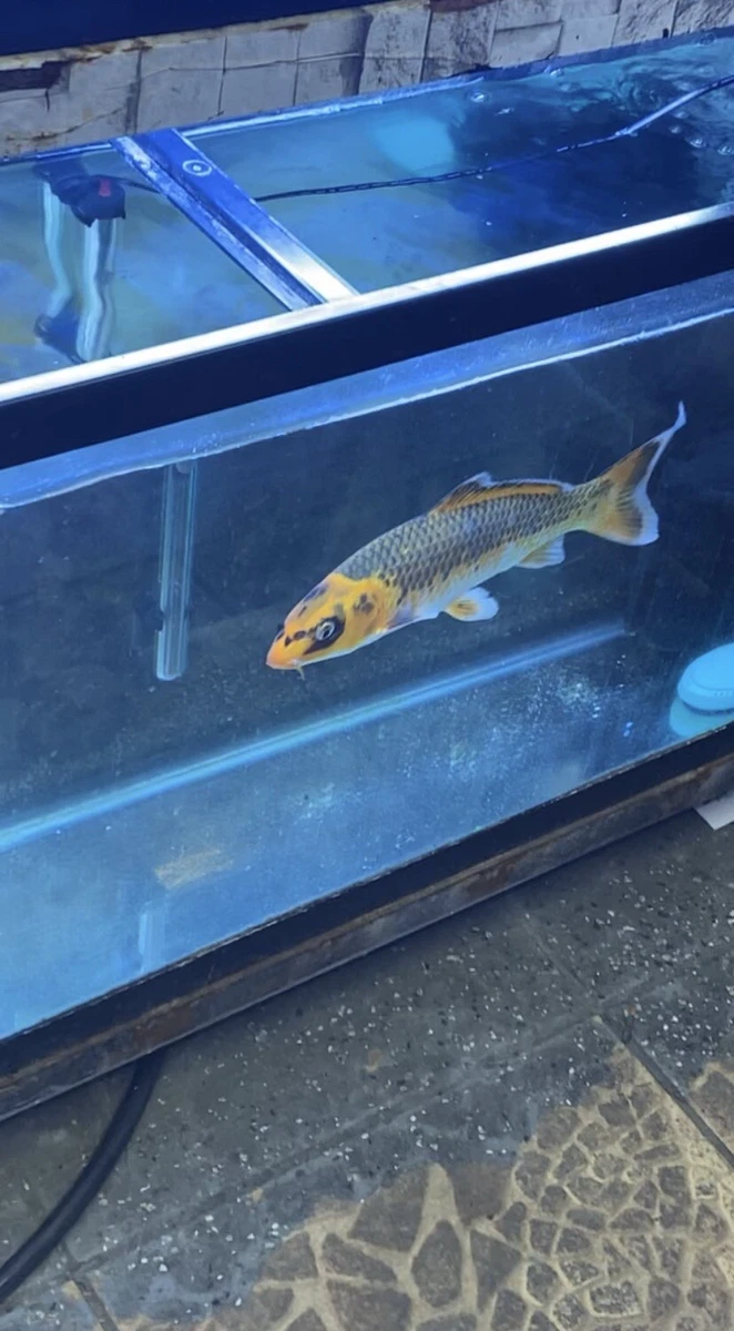 Live fish for sale near cheap me