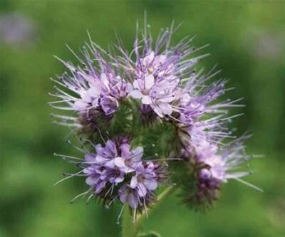 Lacy Phacelia Flower Seeds, "COOL BEANS N SPROUTS" Brand. Home Gardening.