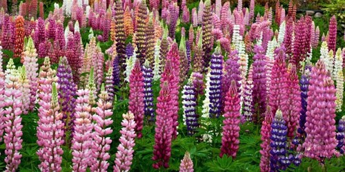 20 SEEDS hot pink LUPINE lupin flower exotic bush garden bed plant USA Seller - Picture 6 of 8