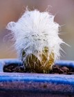 2cm Succulent Cactus Plant Espostoa Huanucensis Cactaceae Home Garden Beautiful