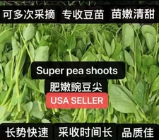 70+Super Pea shoots seeds/Tender Pea Shoots/Leaf and stem edible70多粒肥嫩豌豆尖种2024年产