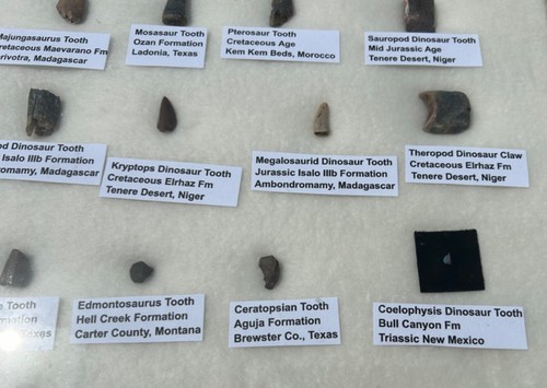 HUGE Dinosaur and Reptile Teeth Fossil Collection 28 pcs Theropod Sauropod Tooth - Picture 10 of 18