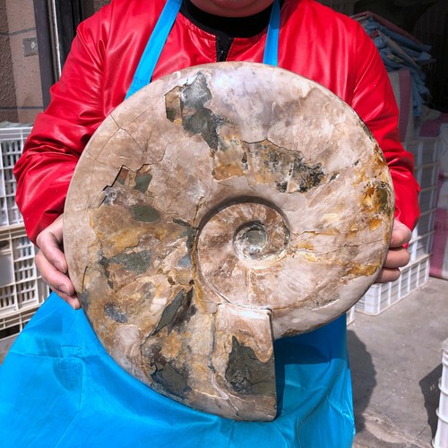 21,18LB Selten! Natürlicher Tentakel Ammonit Fossil Präparat Muschel Heilung Madagaskar - Bild 16 von 17