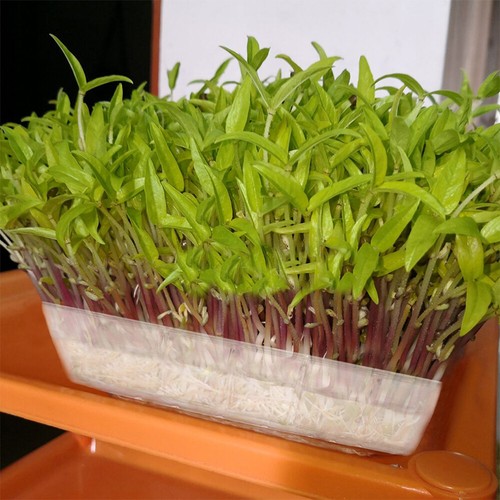 Seed Tray Seedling Starter Garden Plant Germination Nursery Pots Grow Box guTrJ - Picture 10 of 15