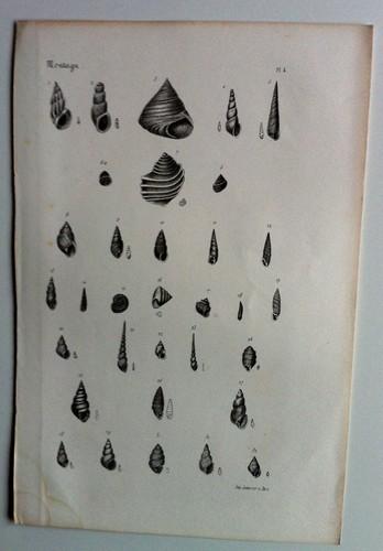 Coquillages GRAVURE Botanique XIXème - Imagen 2 de 2