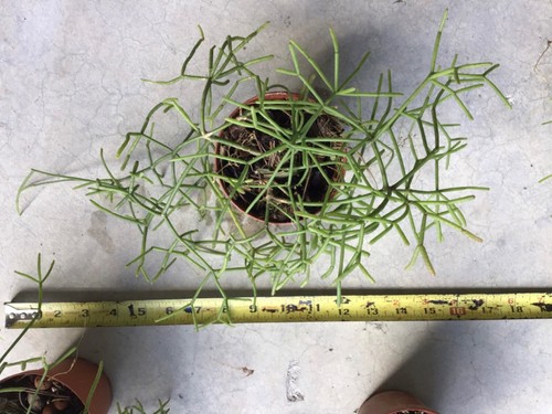 Rhipsalis teres f. heteroclada 4” pot Mistletoe Cactus epiphyte succulent - Picture 6 of 8