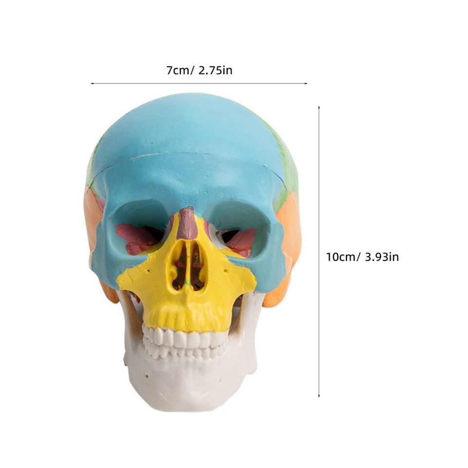 2pcs Human Skull Anatomical Model - Painted Skull Bones Anatomy Model ...