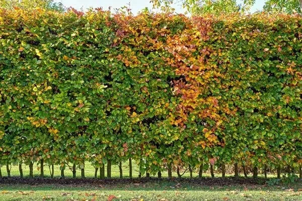 50 Hainbuchen 80-120cm Heckenpflanzen Hainbuche Wurzelware Carpinus betulus - Bild 3 von 4