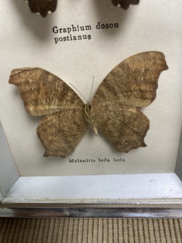 Schmetterlinge. Selten - Bild 4 von 5