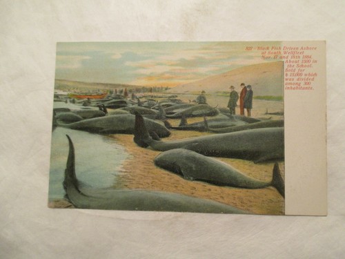 Massachusetts Postcard Black Fish Driven ashore South Wellfleet MA