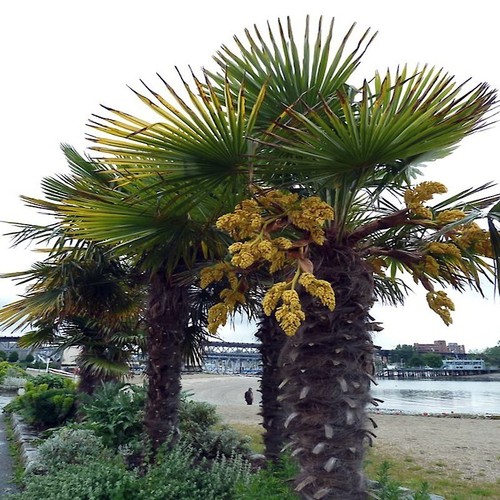 10 WINDMILL FAN PALM Tree Seeds Trachycarpus Fortunei MOST COLD HARDY Palm Plant - Picture 20 of 21