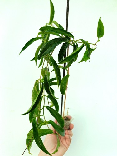 Hoya CHLORANTHA - Foto 9 di 9