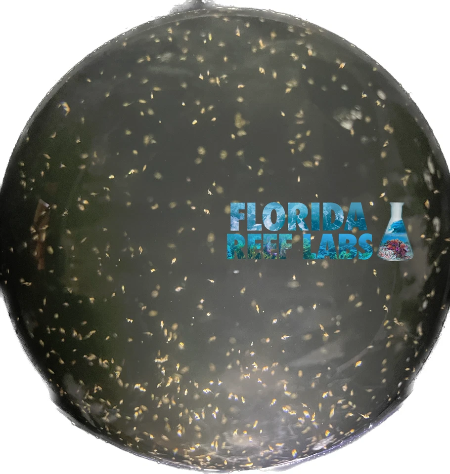 Copépodos vivos (TISBE / TIGRIOPUS - tigger / APOCYCLOPS) 16 oz Florida Reef Labs® Foto 3 de 4