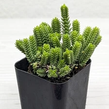 Succulent Live Plant - Crassula Imperialis : Giant Watch Chain - In 2" Pot