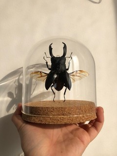 Insect Taxidermy Glass Dome Display