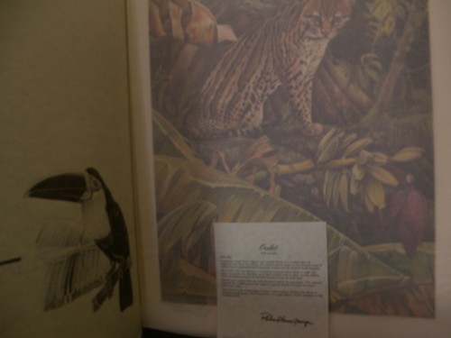 Original 1975 Signed Silkscreen Print OCELOT by Richard Evans Younger - Picture 3 of 12