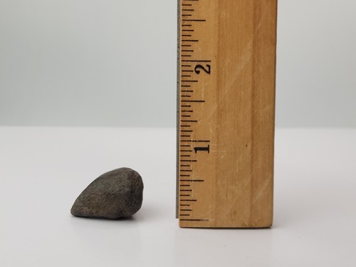 Giant Tortoise (Hesperotestudo) Spur Fossil - Florida - Pleistocene Ice Age - Picture 7 of 7