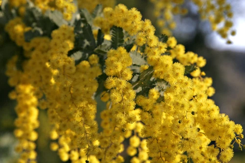 Acacia Baileyana Seeds - Golden Mimosa - Yellow Wattle Tree - 10, 25, or 50 Seed