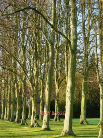 PHOTO THE GROUNDS - DUNCHURCH PARK HOTEL AN AVENUE OF TREES LINES THE DRIVEWAY - Picture 1 of 1